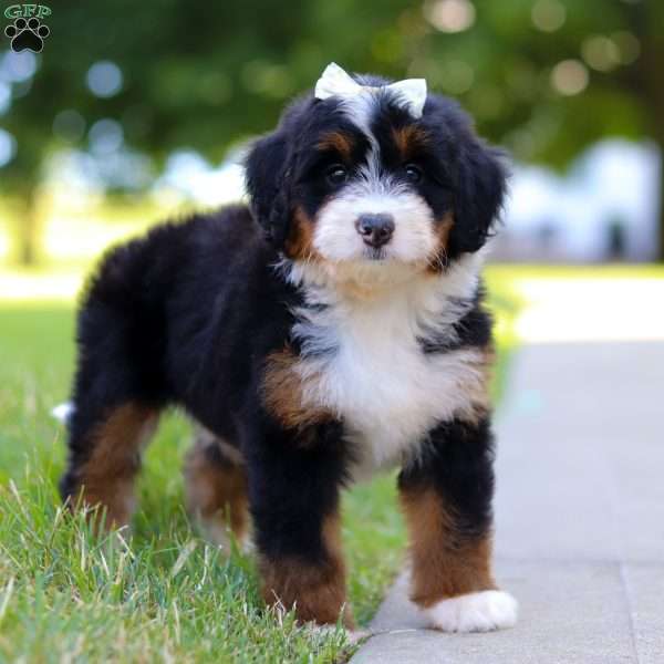 Indy, Mini Bernedoodle Puppy